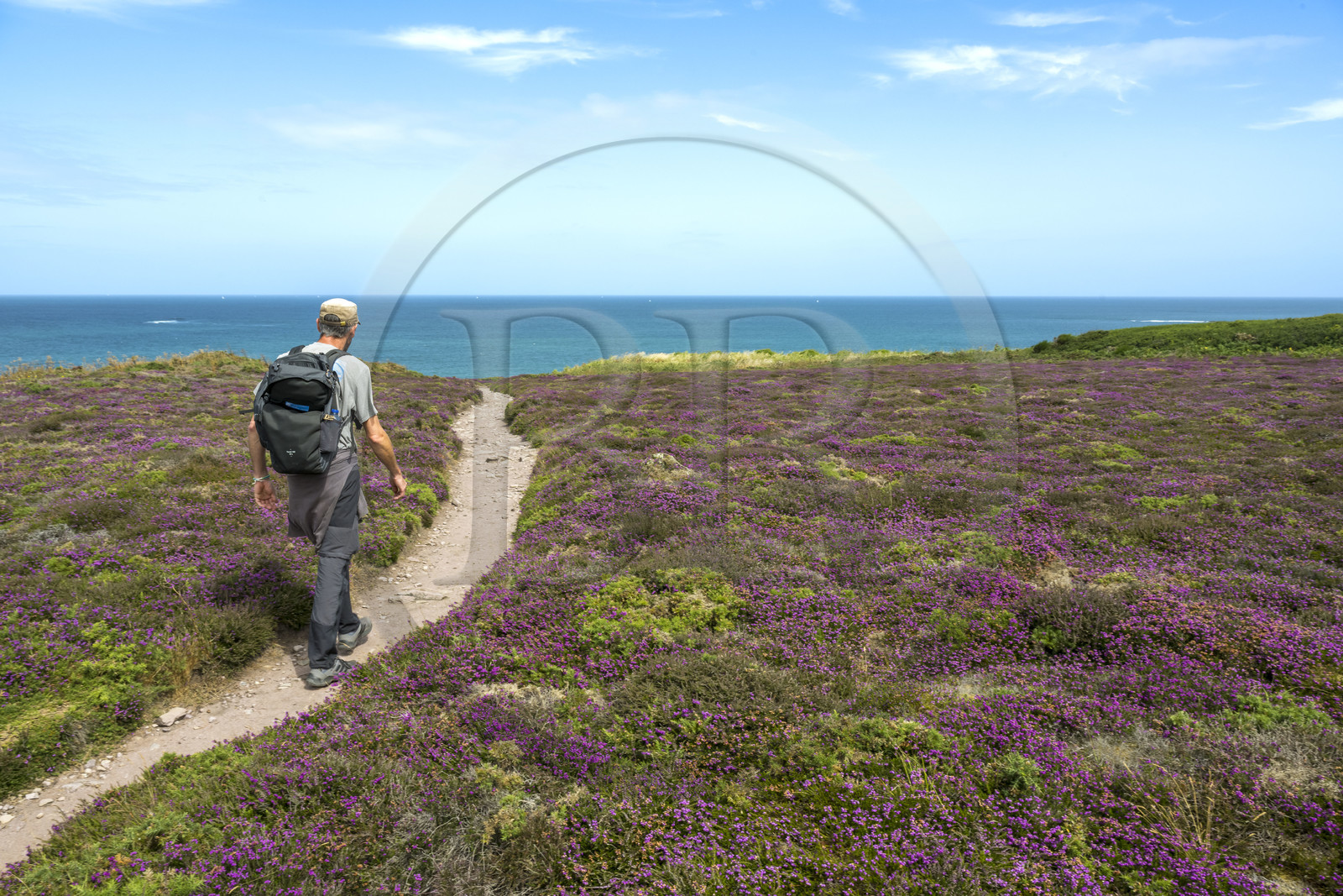 France, Côtes d'Armor (22), Grand Site de France Cap d'Erquy – Cap Fréhel, Fréhel, la bruyère cendrée est très présente dans la lande que traverse le chemin de Grande Randonnée GR34