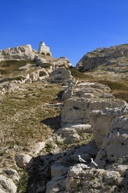 France, Bouches-du-Rhône (13), Marseille, Parc National des Calanques, Archipel des Iles du Frioul, Ile de Pomègues, le sémaphore de Pomègues et goélands leucophées (Larus michahellis) gabrians en provencal