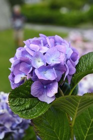 France, Finistere (29), Nevez, hydrangea