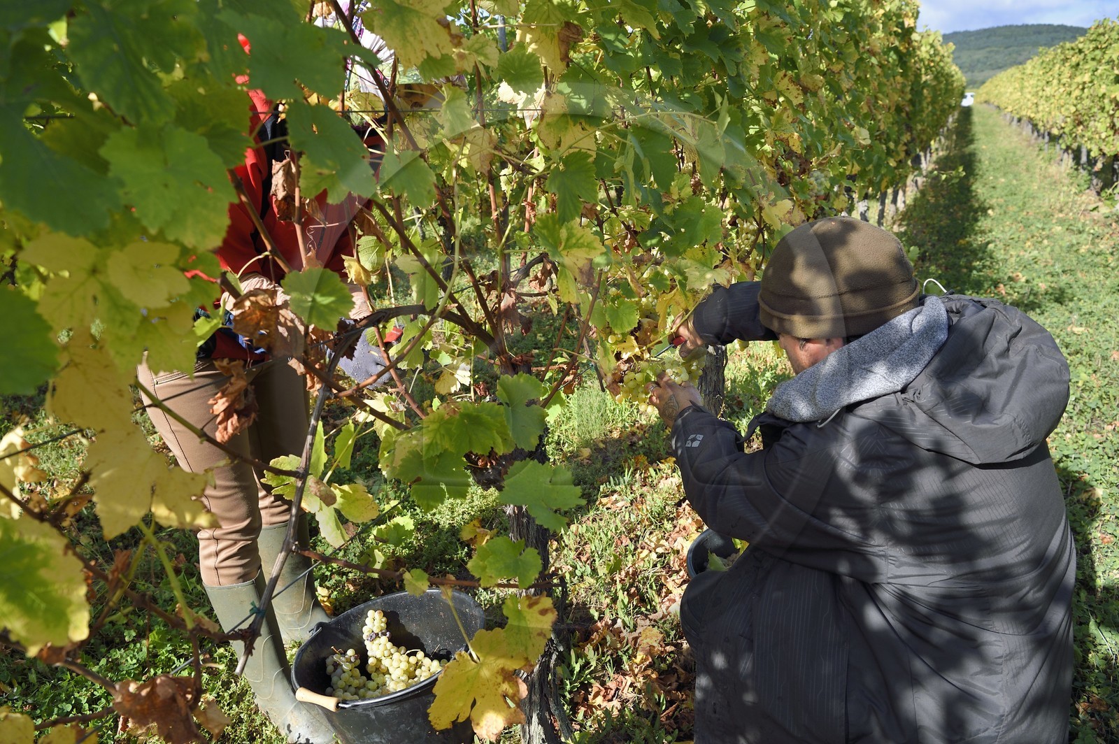 France, Haut-Rhin (68), Route des vins d'Alsace, Ribeauvillé, vendanges sur une parcelle du Domaine viticole Marcel Deiss France, Haut-Rhin (68), Route des vins d'Alsace, Ribeauvillé, vendanges sur une parcelle du Domaine viticole Marcel Deiss