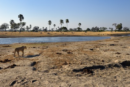 Zimbabwe, Matabeleland North Province, Hwange National Park, group of lions (Panthera leo) around a pond