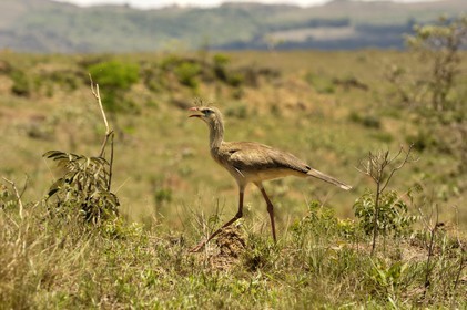 Brésil, état du Minas Gerais, région de Carrancas (Route de l' or, Estrada Real), cariama huppé (Cariama cristata)