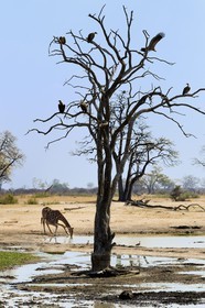 Zimbabwe, Matabeleland North Province, Hwange National Park, white-backed Vulture (Gyps africanus) and a giraffe (Giraffa camelopardalis) drinking at a pond
