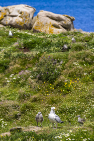 France, Finistère, Abers Country (Pays des Abers), Ile Vierge (Virgin Island) in the Lilia archipelago, many gulls populate the island during the nesting period