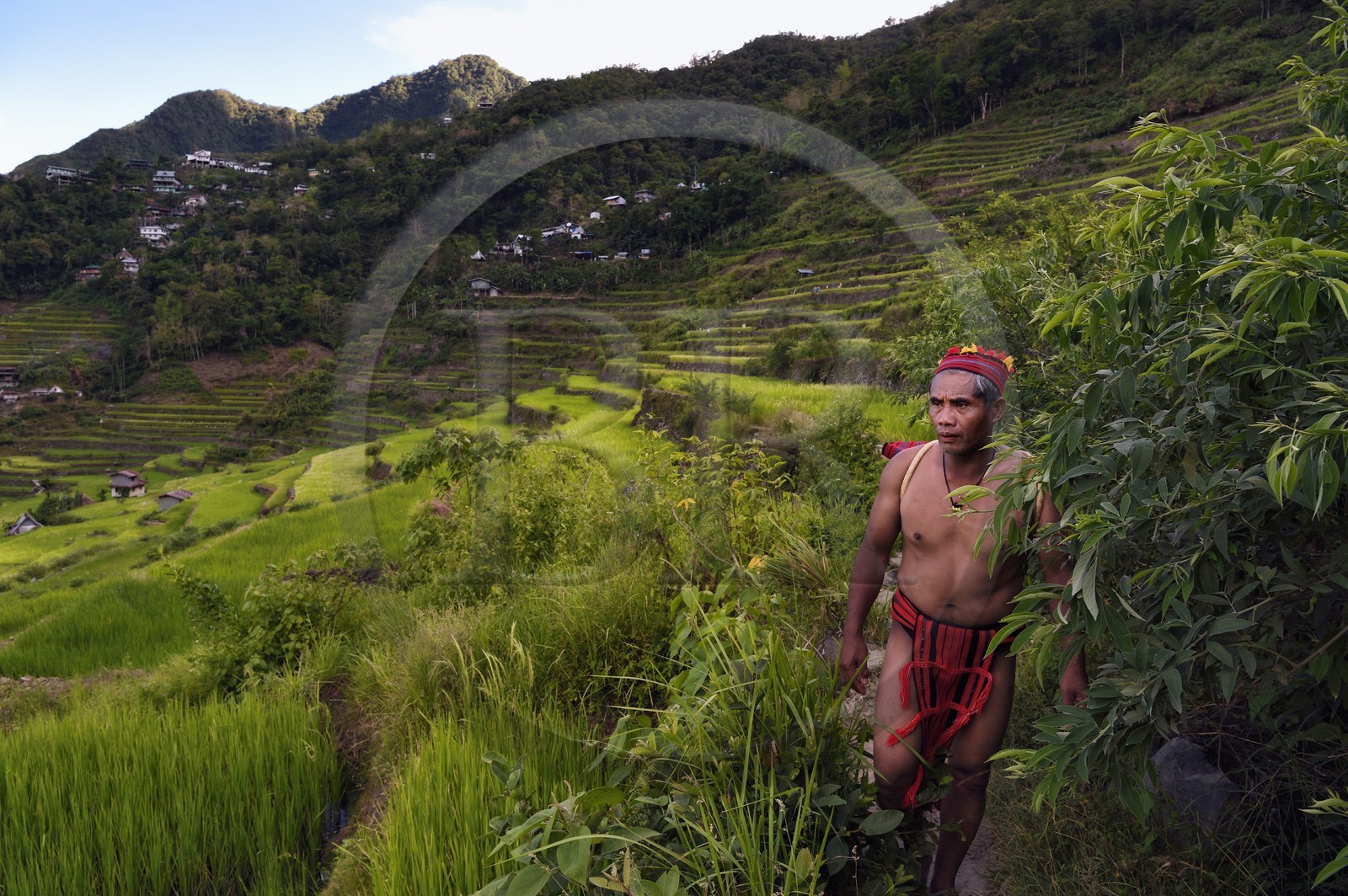 Philippines, province d'Ifugao, les rizières en terrasses de Banaue autour du village de Batad, classées Patrimoine Mondial de l'UNESCO, le guide Adolpho revetu du costume traditionnel Ifugao
