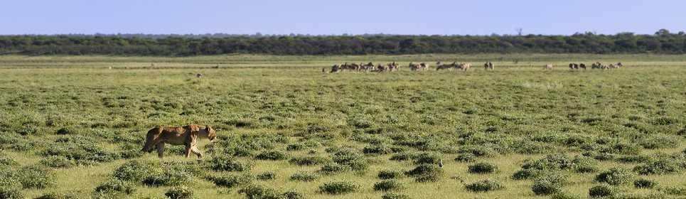 Namibie, région de Oshikoto, Parc National d'Etosha, lionne (Panthera leo) en chasse approchant d'un troupeau de zèbres de Burchell (Equus burchellii)