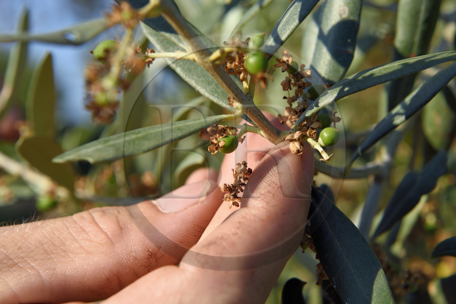 France, Var (83), La Londe-les-Maures, Domaine du Jasson, olives aglandau 15 jours après la floraison