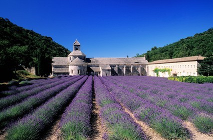 France, Vaucluse (84), Lubéron, commune de Gordes, champ de lavande devant l'abbaye cistercienne Notre-Dame-de-Sénanque du XIIe siècle