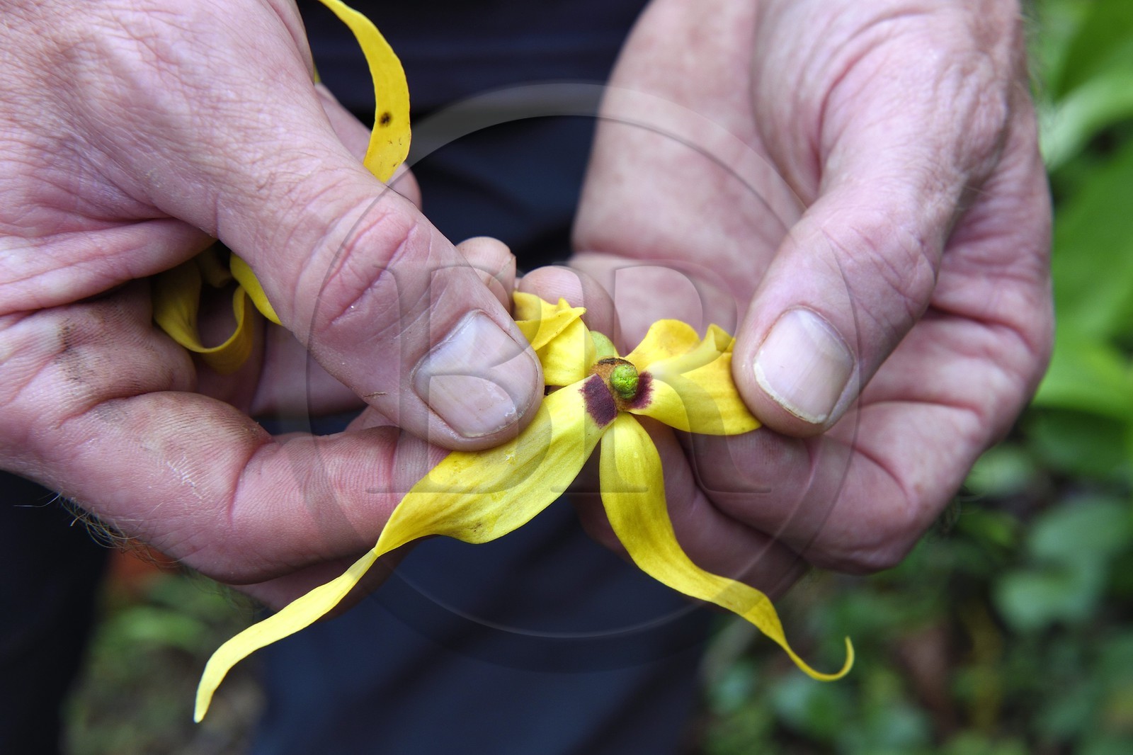 France, Ile de Mayotte, Grande-Terre, Ouangani, fleur d'ylang-ylang (Cananga odorata)