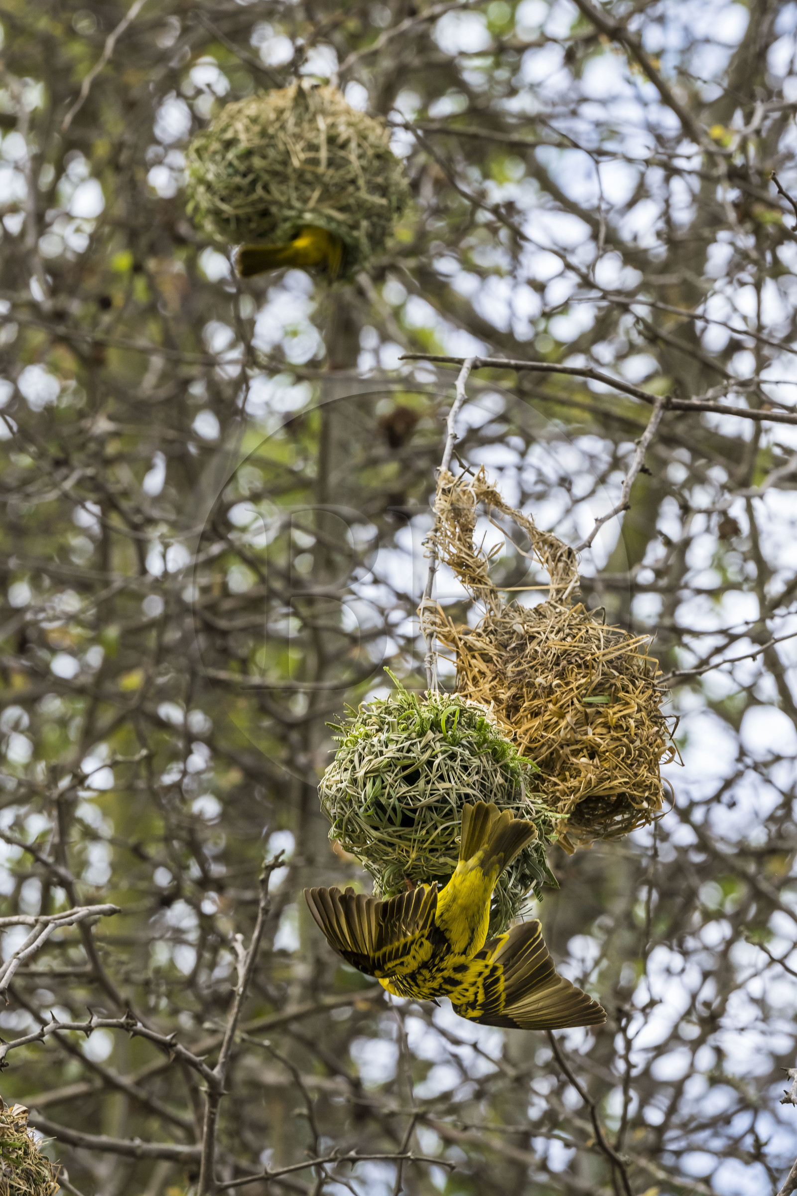 Rwanda, Parc national de l'Akagera, tisserin gendarme (Ploceus cucullatus) réalisant son nid