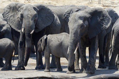 Zimbabwe, province de Matabeleland septentrional, parc national Hwange, éléphants sauvages d'Afrique (Loxodonta africana) autour d'un point d'eau