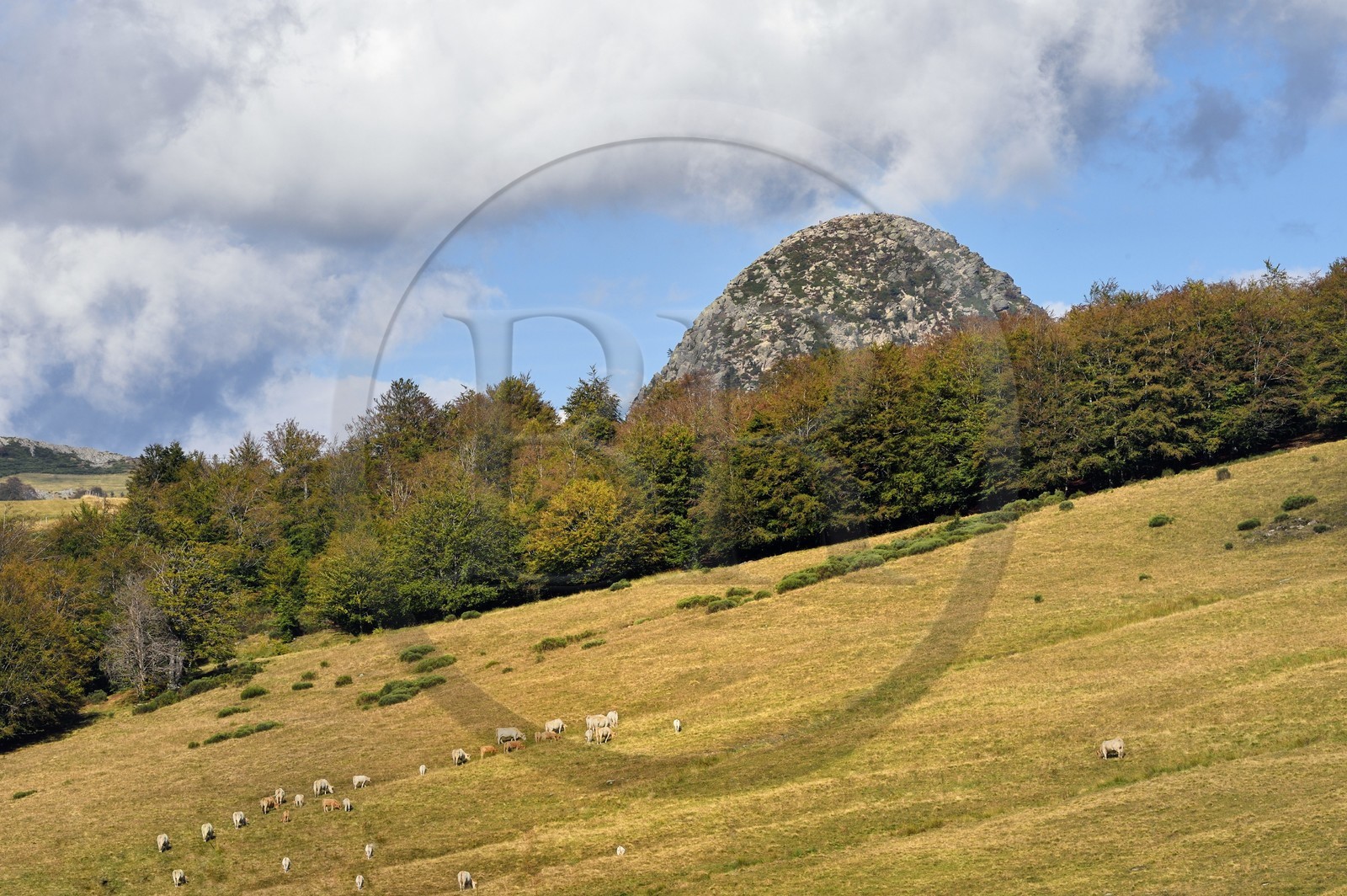 France, Ardèche (07), parc naturel régional des Monts d'Ardèche, Massif du Mézenc, troupeau de vaches dans un pré devant le Mont Gerbier-de-Jonc (suc de 1551 m) où la Loire trouve sa source
