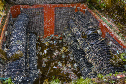 France, Finistère (29), Pays des Abers, estuaire de l'Aber Wrac'h, ormeau (haliotis tuberculata) issu d'un élevage en pleine mer nourri aux algues par France Haliotis