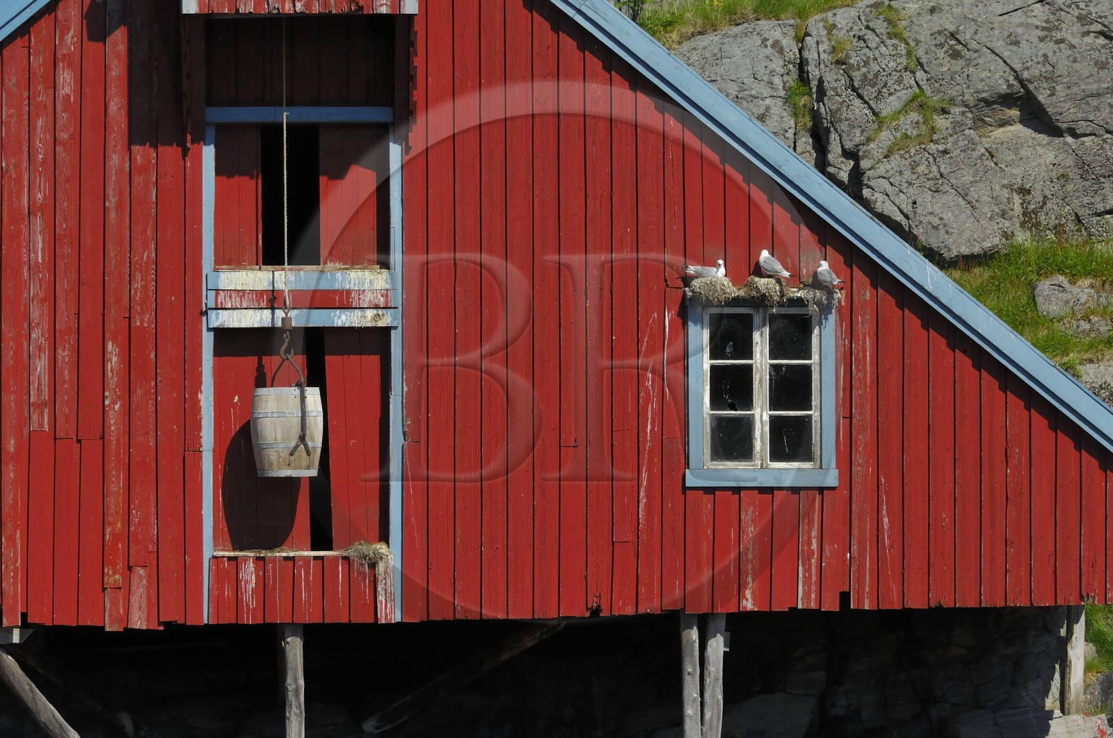 Norvège, Nordland, Iles Lofoten, Ile de Moskenes, maisons de pêcheurs (Rorbuer) au village de A (Å) et nids mouettes
