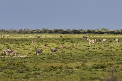 Namibie, région de Oshikoto, Parc National d'Etosha, zèbres de Burchell (Equus burchellii) et impala à face noire mâle (Aepyceros melampus petersi)