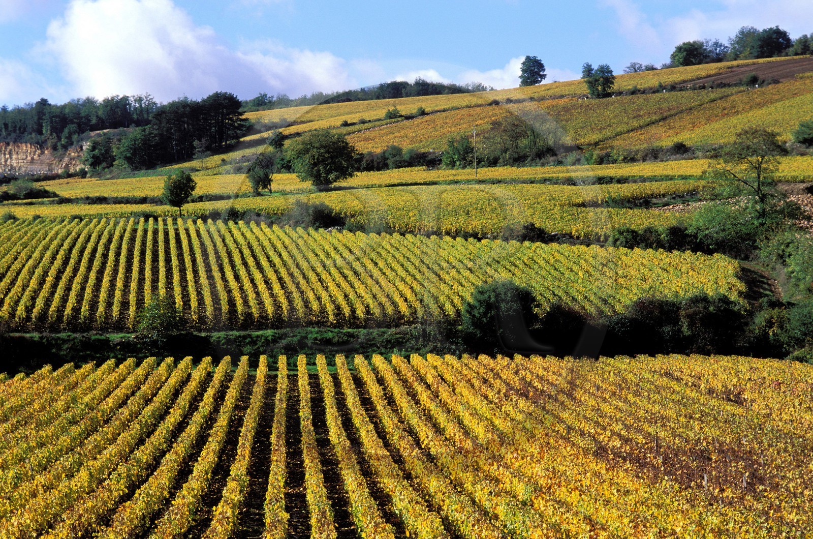 France, Côte-d'Or (21), le vignoble de Nolay