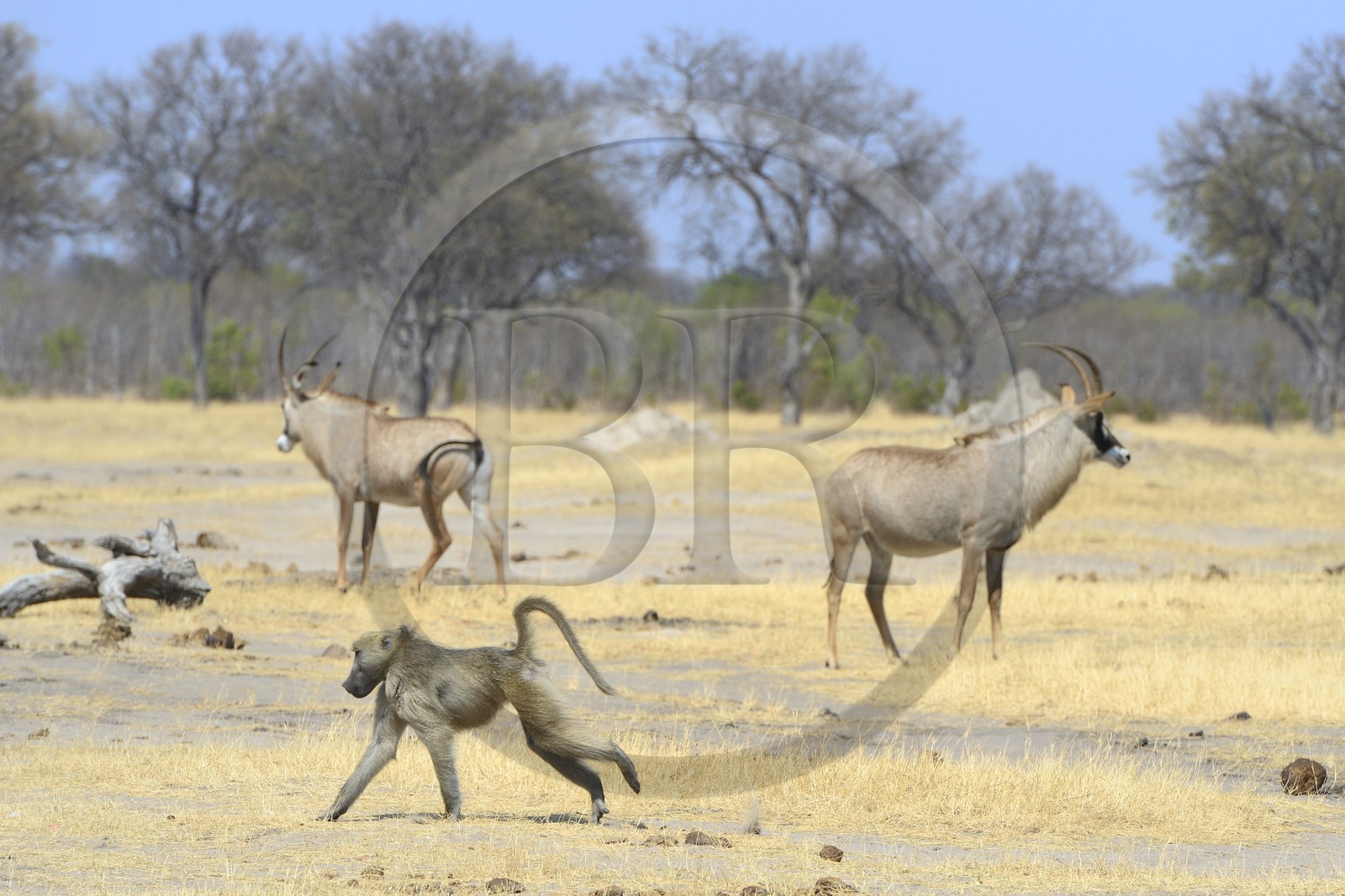 Zimbabwe, province de Matabeleland septentrional, parc national Hwange, babouin chacma (Papio ursinus) et antilopes rouannes (Hippotragus equinus) en arrière plan
