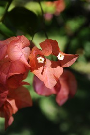 France, Reunion island (French overseas department), Petite Ile, tropical garden, Bougainvillea flowers