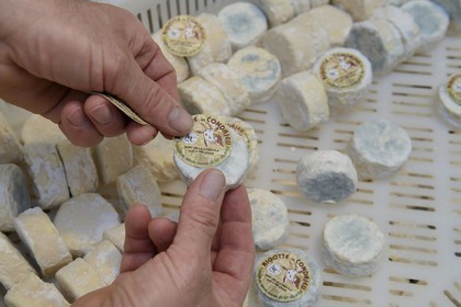 France, Loire (42), Parc Naturel Régional du Pilat, Pélussin, production par le GAEC de la Cabriole du fromage de chèvre Rigotte de Condrieu AOC