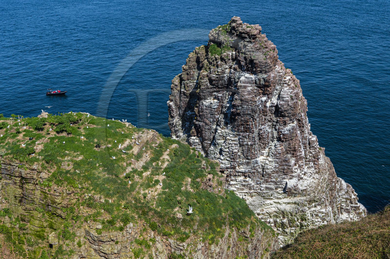 France, Ille-et-Vilaine (35), Côte d'Emeraude, Plévenon, le Cap Fréhel classé Natura 2000, rocher en grès de la Fauconnière où cohabitent des milliers d'oiseaux