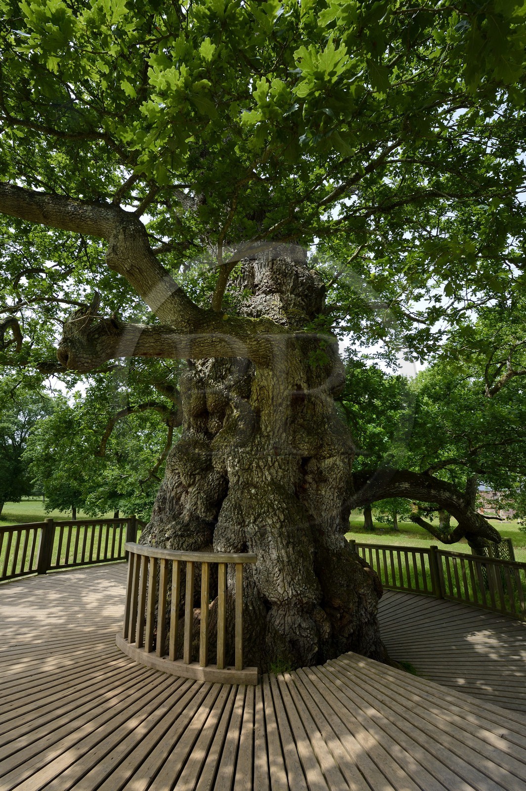 France, Morbihan (56), forêt de Brocéliande, le Chêne à Guillotin aussi appelé chêne Eon est chêne creux de plus de 1000 ans