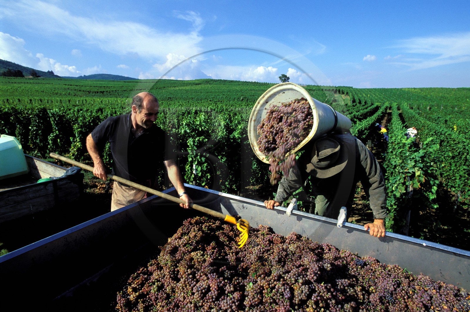 France, Haut-Rhin (68), Eguisheim, labellisé Les Plus Beaux Villages de France, les vendanges sur les vignes du viticulteur Jean Luc Freudenreich
