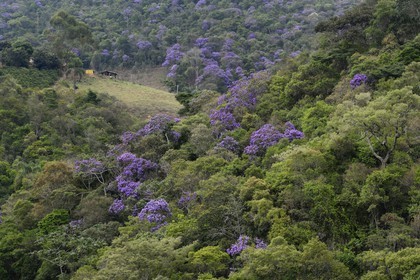 Brazil, Minas Gerais state, the forest near the village of Itatiaia (Gold Route, Estrada Real)