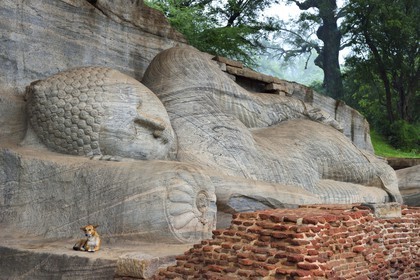 Sri Lanka, province du Centre-Nord, Polonnaruwa, l'ancienne capital du pays (XIe au XIIIe siècle) est classée au Patrimoine Mondial de l'UNESCO, bouddha géant taillé dans la rocher du Gal Vihara, Bouddha couché