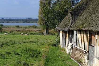 France, Eure (27), Marais-Vernier, maison traditionnelle à colombage et à toit de chaume, la Grande Mare en arrière plan