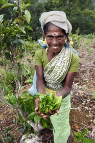 Sri Lanka, Uva Province, Ella, Tamil woman picking tea leaves in a tea plantation