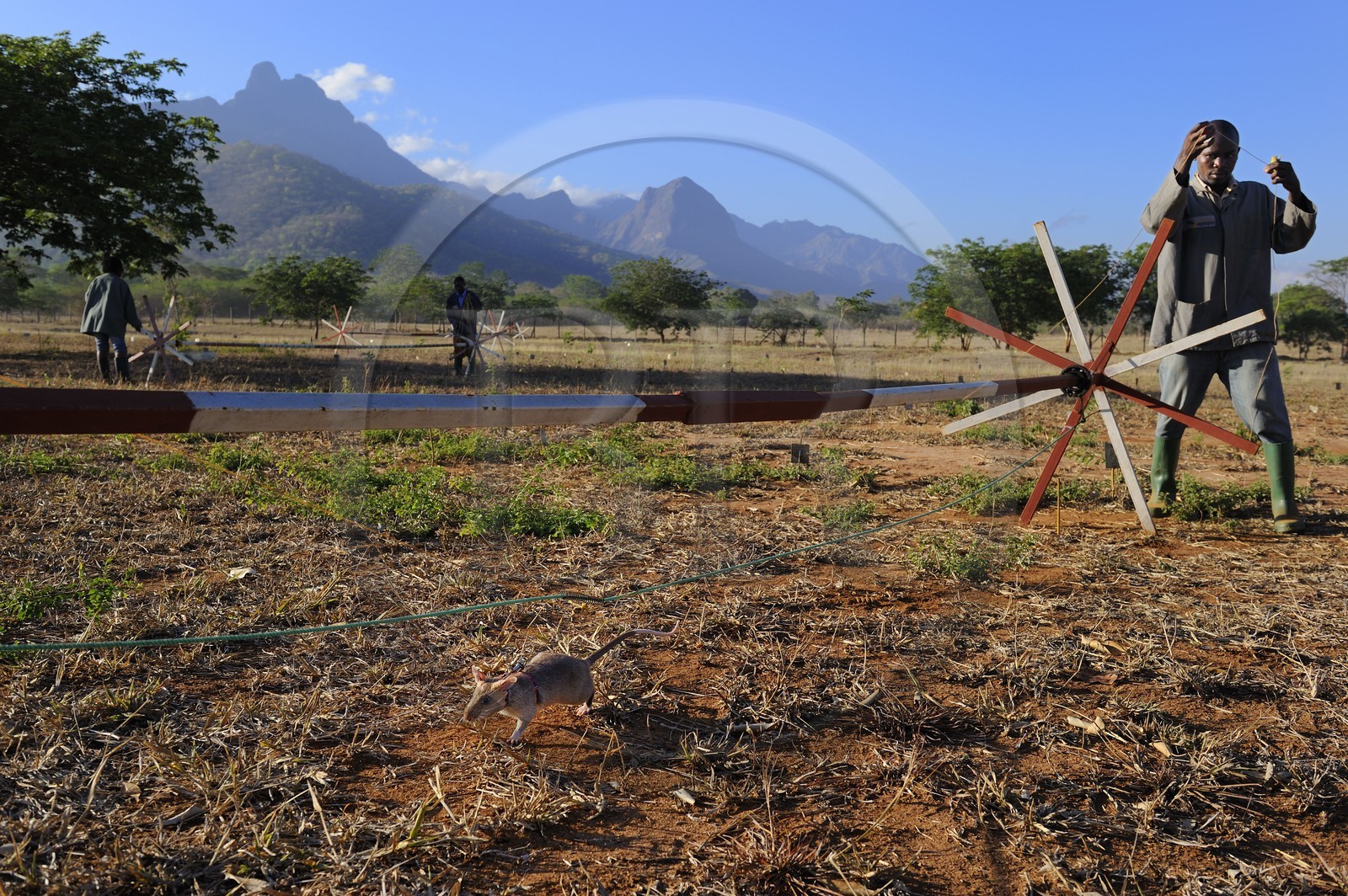 Tanzanie, université de Morogoro, centre de recherche Apopo de technologie de détection par les rats de mines anti-personnel, entrainement des rats à la détection de TNT sur le terrain Tanzanie, université de Morogoro, centre de recherche Apopo de technologie de détection par les rats de mines anti-personnel, entrainement des rats à la détection de TNT sur le terrain