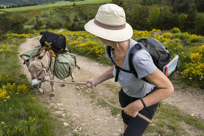 France, Ardèche, Laveyrune, hiking with a donkey on the Robert Louis Stevenson Trail (GR 70), the donkey Anatole has decided not to move forward