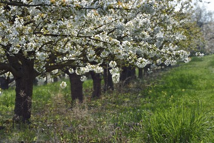 France, Bas Rhin, the Alsace Wine Route, Westhoffen, cherry blossoms