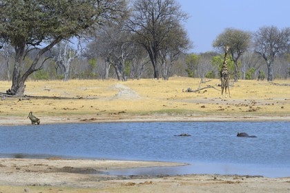 Zimbabwe, province de Matabeleland septentrional, parc national Hwange, une girafe (Giraffa camelopardalis), un hippopotame (Hippopotamus amphibius) et un babouin buvant point d'eau