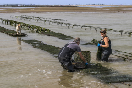 France, Charente Maritime, Oleron island, Dolus d’Oléron, the parks of the Marennes-Oléron basin in the Pertuis d'Antioche, Nadia Quillet and her husband Eric turn over pockets of crassostrea gigas in their oyster beds as the tide goes out