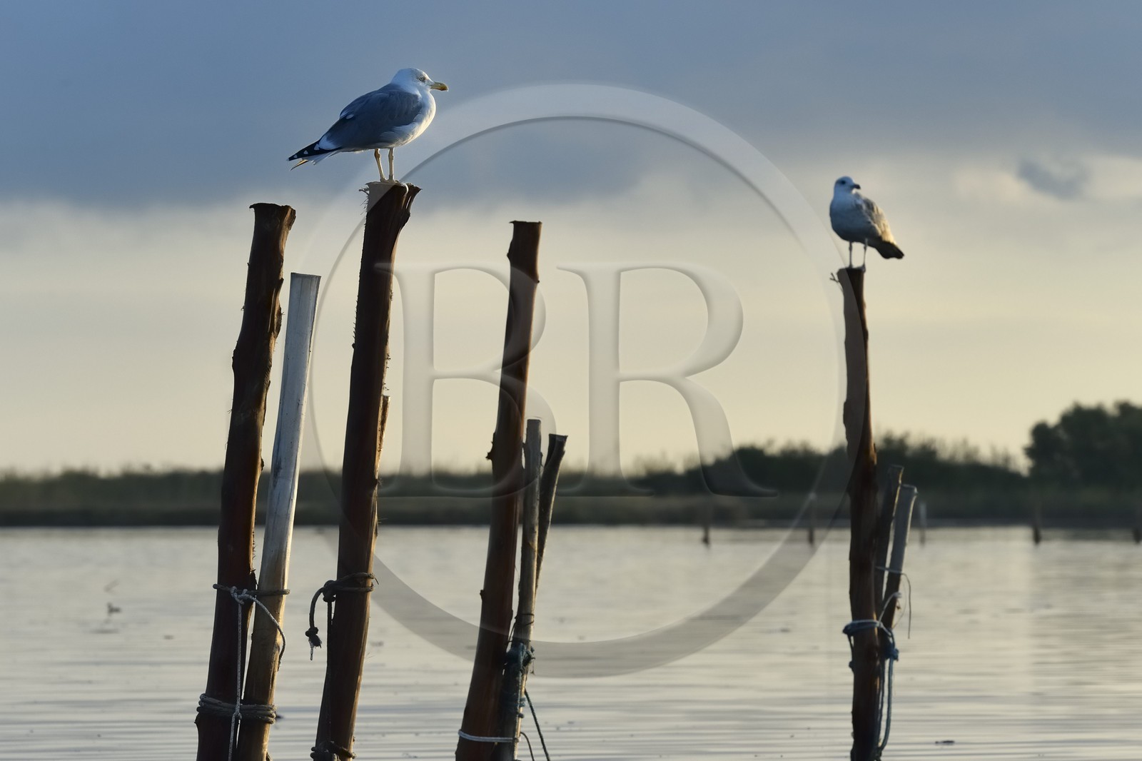 France, Haute-Corse (2B), l'étang de Biguglia (stagnu di Chjurlinu), réserve naturelle de Corse (RNC), mouettes perchées sur des pieux d'aulne