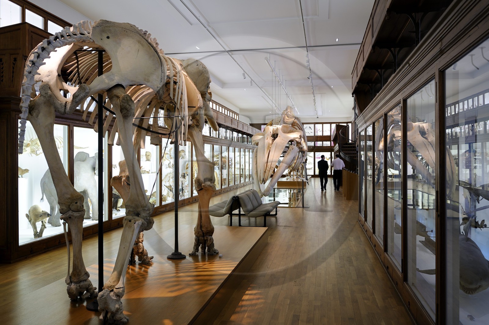 France, Loire-Atlantique (44), Nantes, muséum d'histoire naturelle