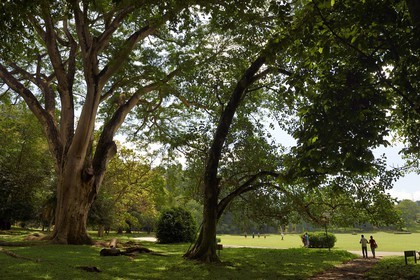 Sri Lanka, province du centre, Kandy, jardin botanique de Peradeniya