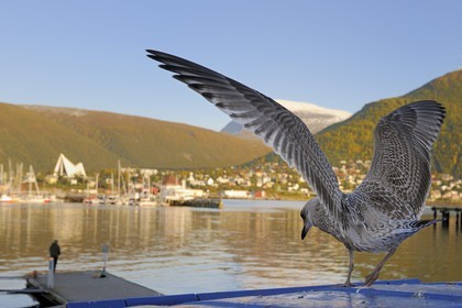 Norvège, Troms, le port de Tromso dans le fjord Tromsesundet, la cathédrale Arctique en arrière plan et le mont Tromsdalstind (1238 m)