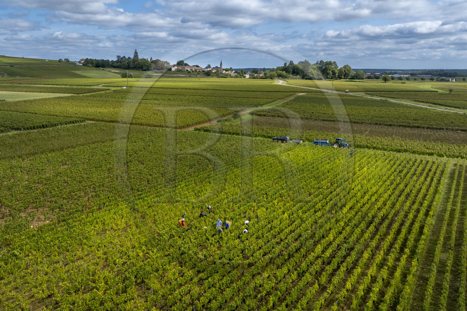 France, Côte-d'Or (21), les climats de Bourgogne classés Patrimoine Mondial de l'UNESCO, Route des Grands Crus, vignoble de la Côte de Beaune, Pernand-Vergelesses, vendanges dans les vignes, le village d'Aloxe-Corton en arrière plan (vue aérienne)