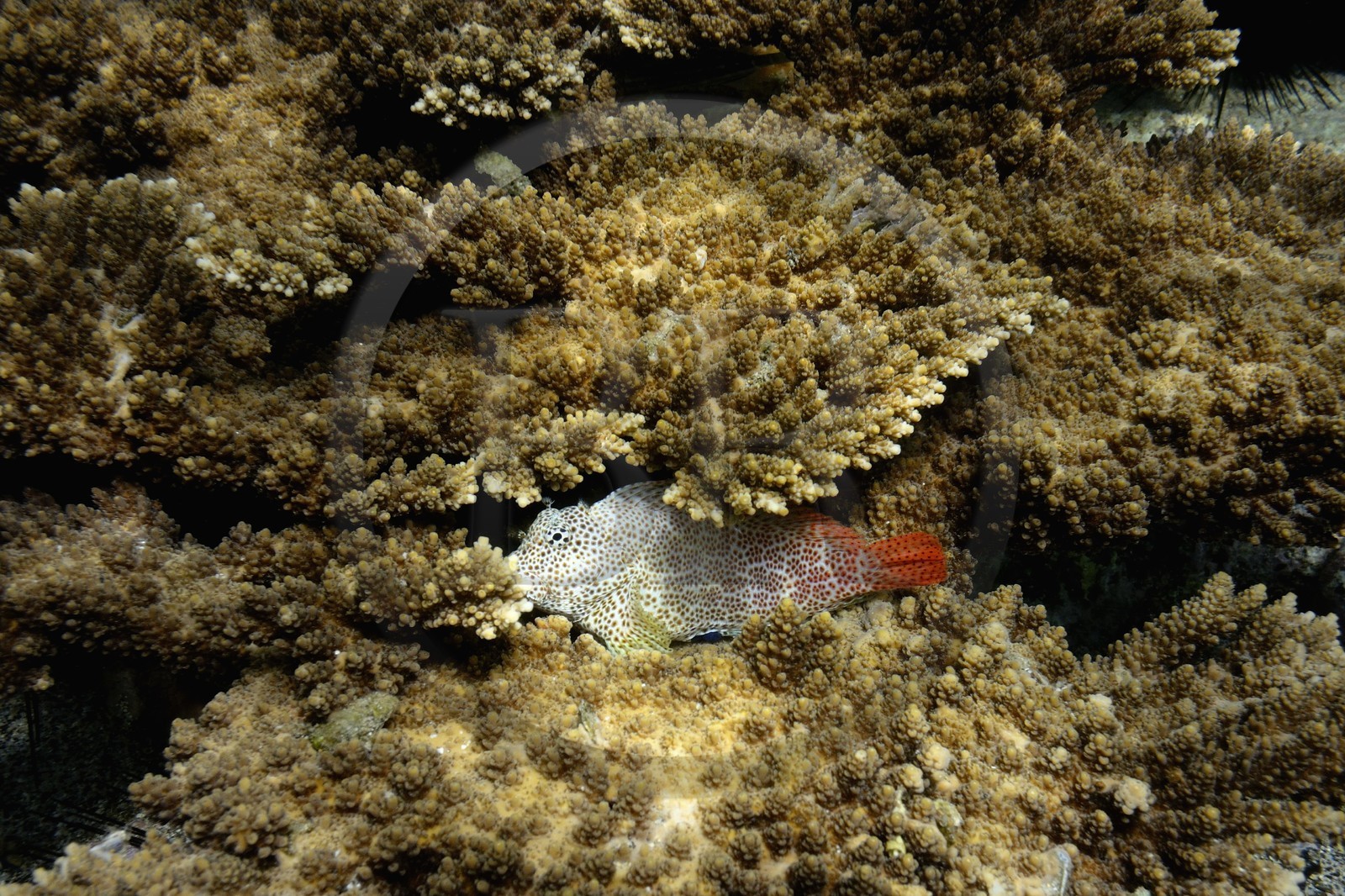 France, Ile de la Reunion, Côte Ouest, Saint-Gilles-Les-Bains (commune de Saint-Paul), le récif corallien du lagon de l'Ermitage, poisson lapin (vue sous-marine)