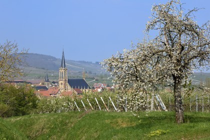 France, Bas Rhin, the Alsace Wine Route, Westhoffen, cherry blossoms and vineyard in April