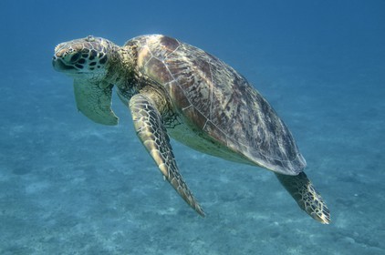 France, Ile de Mayotte, Grande-Terre, Kani-Keli, plage de N’Gouja, tortue (de mer) verte (Chelonia mydas)