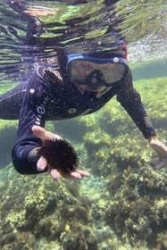 France, Var (83), Rayol-Canadel-sur-Mer, Domaine du Rayol, le jardin des Méditerranées, propriété du conservatoire du littoral mention obligatoire, le sentier marin, oursin