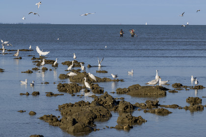 France, Loire-Atlantique (44), Baie de Bourgneuf, Pornic, plage de Crêve-coeur à La Bernerie-en-Retz, pecheurs à pied de crevettes à l'épuisette