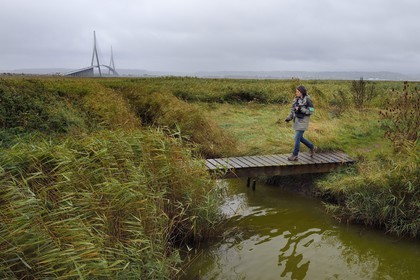 France, Seine-Maritime (76), Réserve Naturelle de l'estuaire de la Seine et pont de Normandie, Stephanie Reymann de la Maison de l'Estuaire sur le sentier de découverte au coeur de la roselière