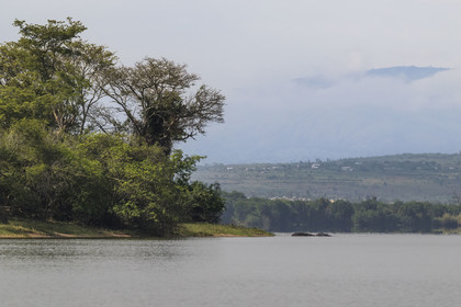 Rwanda, Parc national de l'Akagera, le lac Ihema, Hippopotame (Hippopotamus amphibius) en bordure du lac
