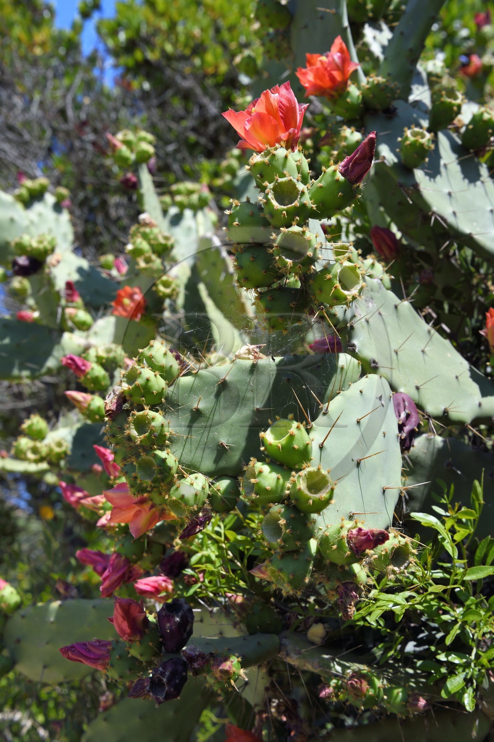 France, Var (83), Iles d'Hyères, Parc national de Port Cros, Ile du Levant, domaine naturiste d'Héliopolis, Figuier de Barbarie (Opuntia ficus-indica)