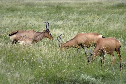 Namibie, région de Oshikoto, Parc National d'Etosha, Bubale roux (Alcelaphus buselaphus)