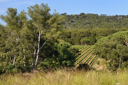 France, Var (83), Iles d'Hyères, parc national de Port Cros, Ile de Porquerolles, la Fondation Carmignac